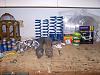 Newbie - Electrifying a '91 Accord-100_2642.jpg