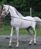 Looking for more horses-a20091060129.jpg