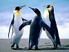 fuse box replacement-penguins.jpg