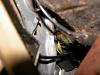Clicking near fuse box 87 accord dx-3rd-gen-main-relay-pic.jpg
