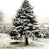 1990 accord help plz need help bad-christmas_tree_06.jpg