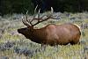 Wont allow me to use Avatar ??-bull-elk.jpg