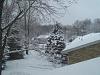 New to HAF-morning-10am.backyard3%7E11%7E11-015.jpg