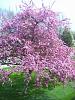 Hello Accord members.  Newbie here with a couple of questions-tree2012april-005.jpg