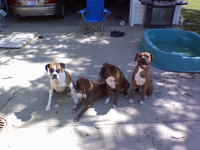 Name:  All4-1.jpg
Views: 154
Size:  54.8 KB