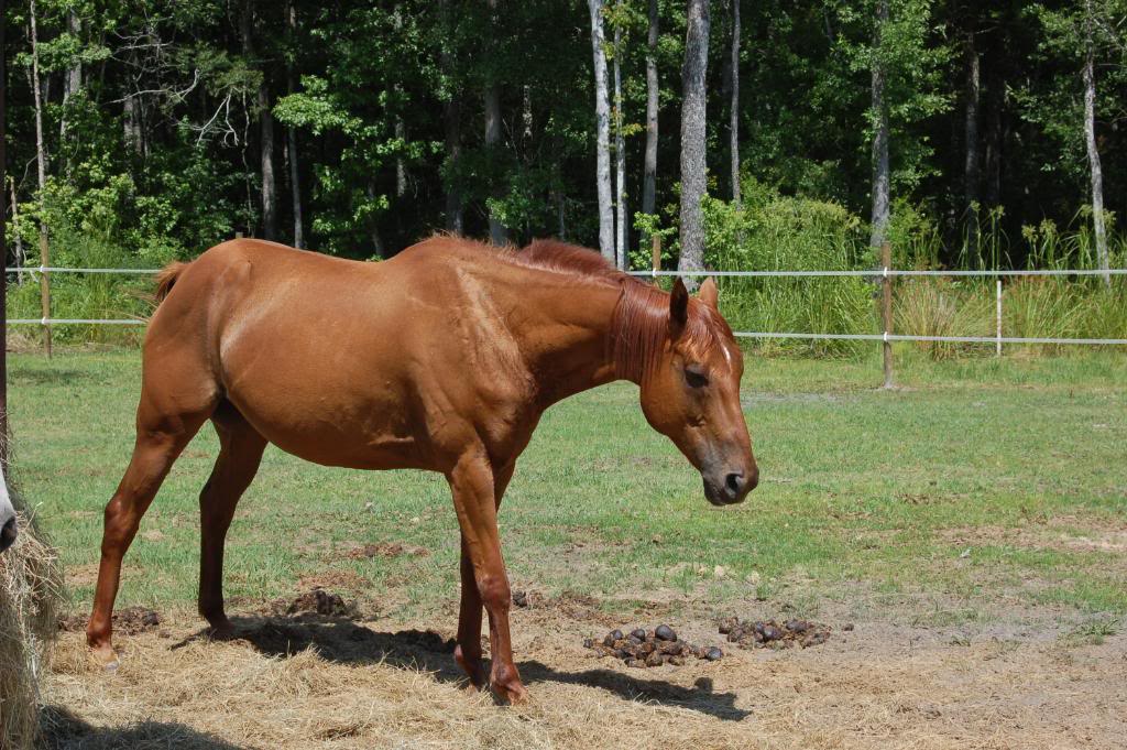 Name:  DSC_0189-1.jpg
Views: 184
Size:  170.1 KB