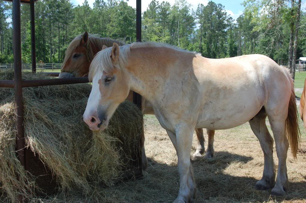 Name:  DSC_0190-1.jpg
Views: 188
Size:  144.1 KB