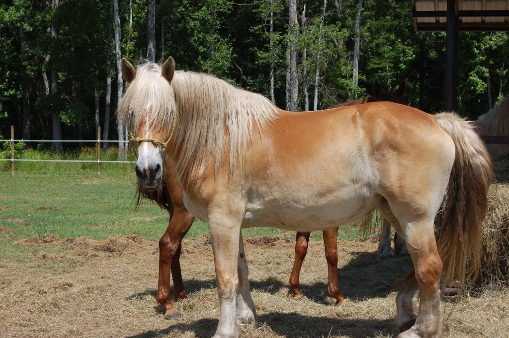 Name:  DSC_0187-1.jpg
Views: 247
Size:  150.3 KB