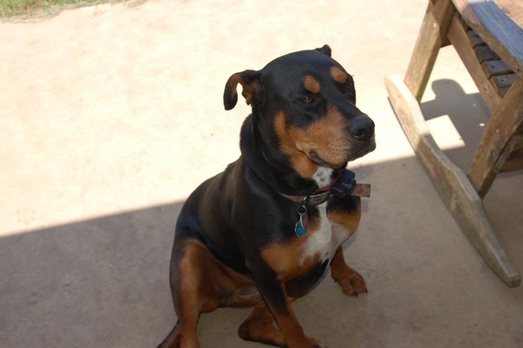 Name:  DSC_0200.jpg
Views: 175
Size:  57.3 KB