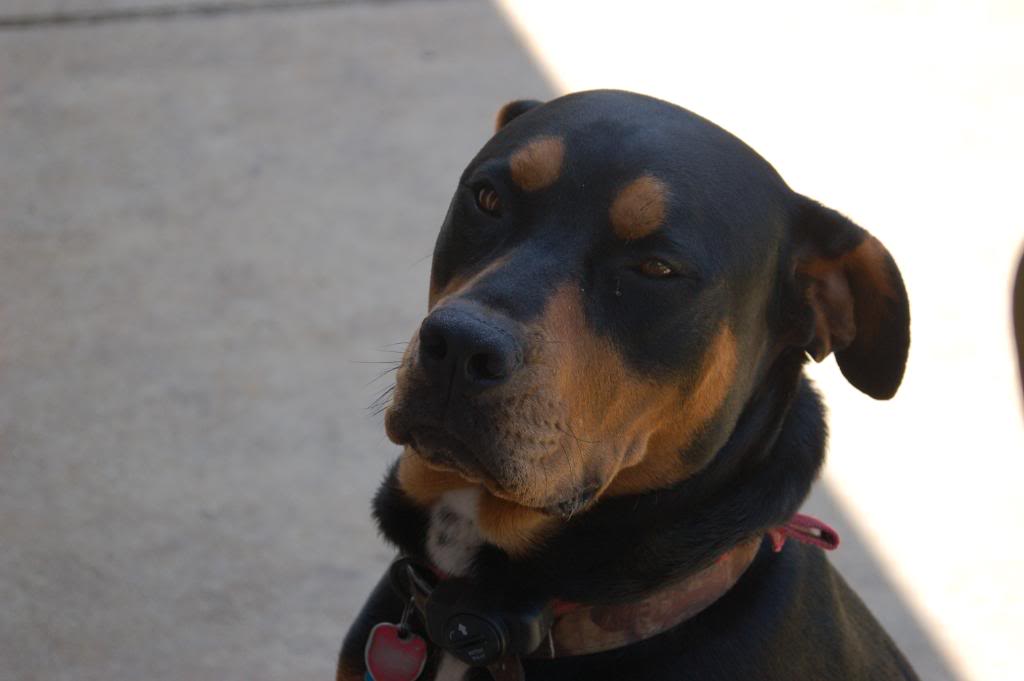 Name:  DSC_0202.jpg
Views: 181
Size:  47.1 KB