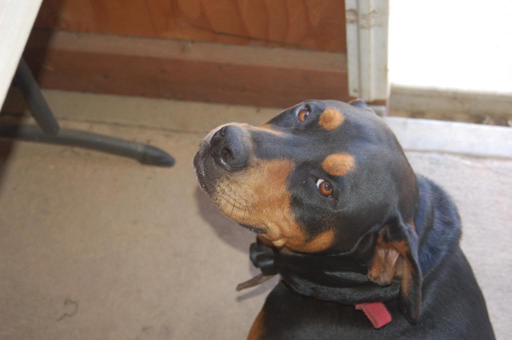 Name:  DSC_0199.jpg
Views: 145
Size:  57.3 KB