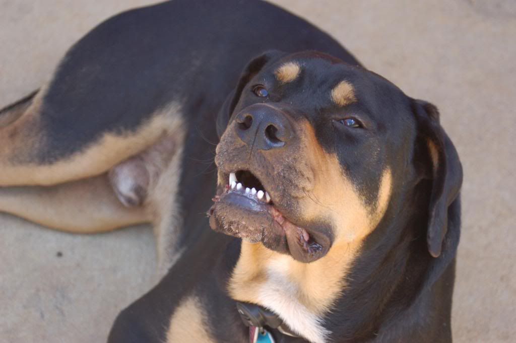 Name:  DSC_0204.jpg
Views: 184
Size:  60.3 KB