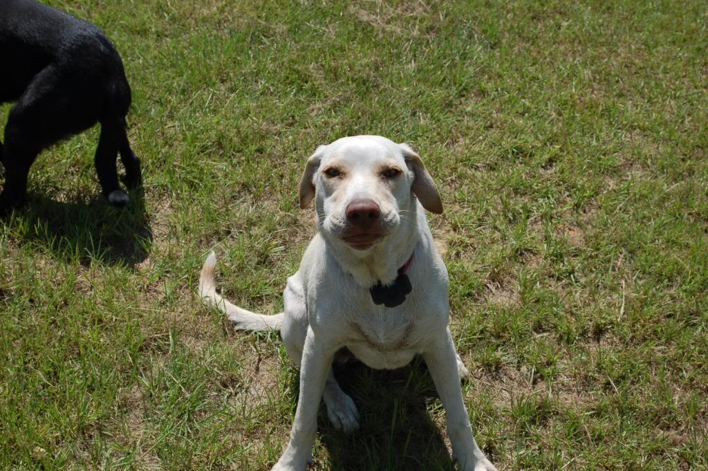 Name:  DSC_0196.jpg
Views: 171
Size:  164.3 KB