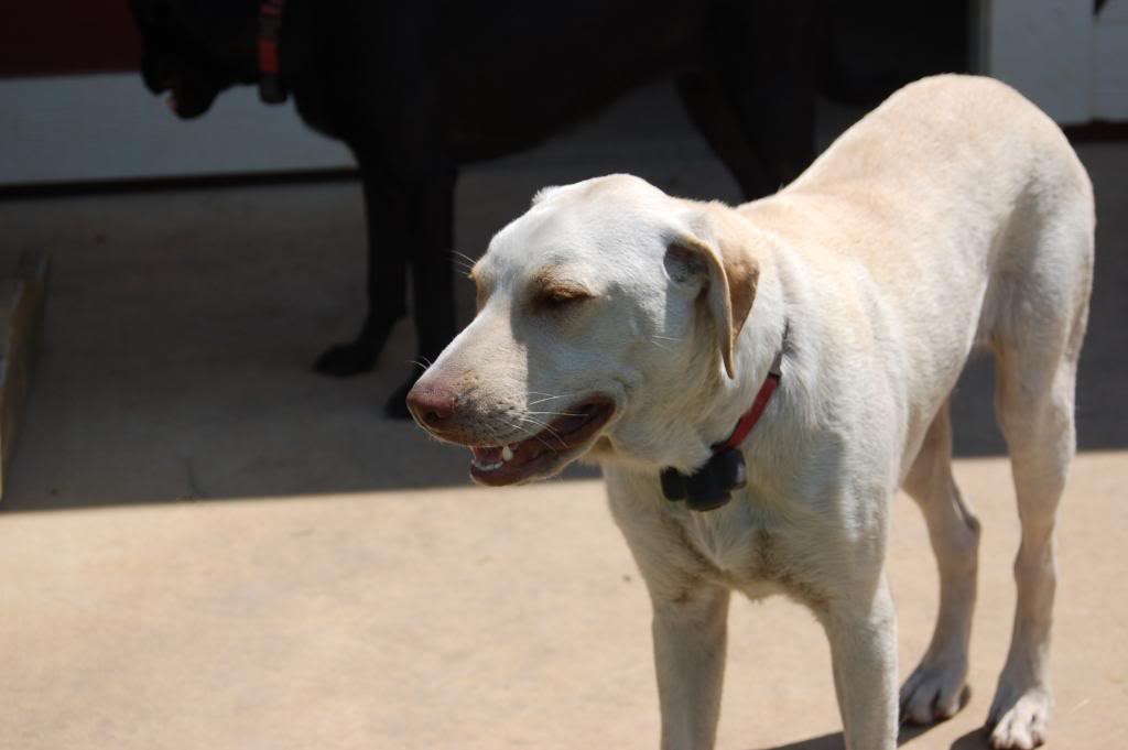 Name:  DSC_0198.jpg
Views: 182
Size:  55.3 KB