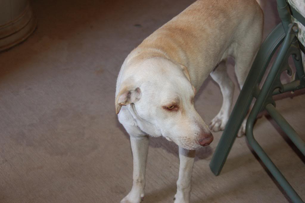 Name:  DSC_0185-1.jpg
Views: 159
Size:  60.2 KB