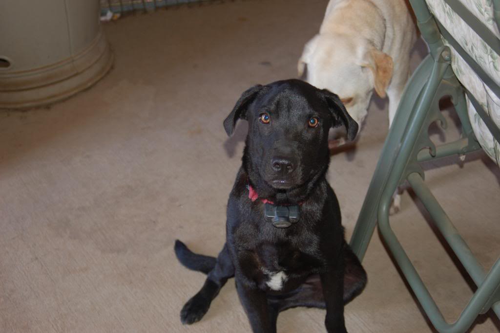 Name:  DSC_0186-1.jpg
Views: 162
Size:  60.6 KB