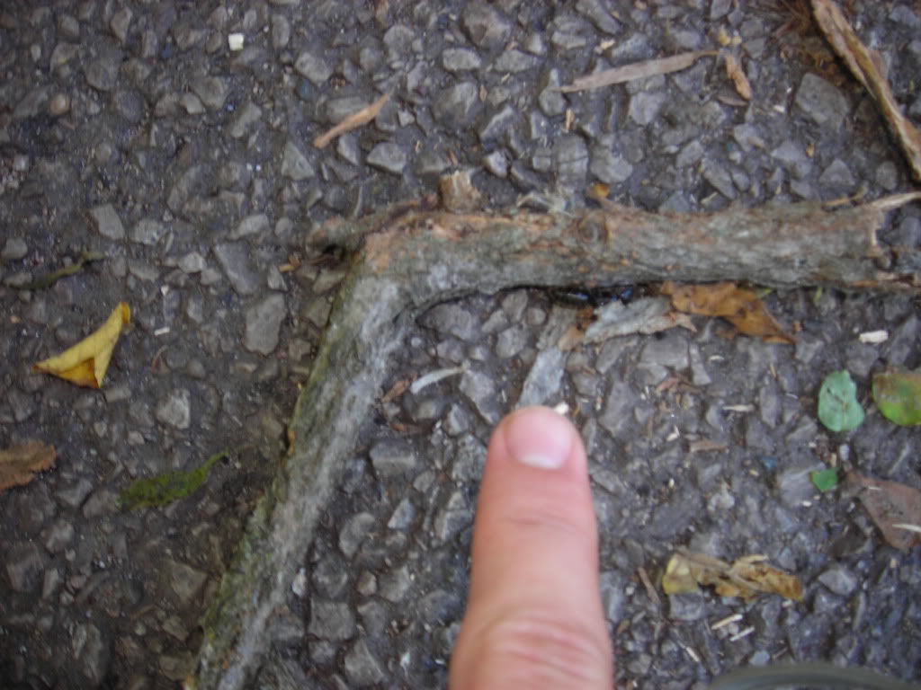 Name:  DSCN2728.jpg
Views: 89
Size:  152.4 KB