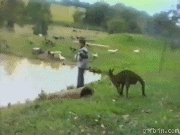 Name:  1241027332_kangaroo-kicks-kid-in-th.gif
Views: 26
Size:  2.40 MB