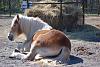 Show off your animals-dsc_0110.jpg