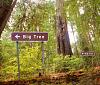 ** How About A Sign Of The Times Thread**-big-trees-jpg_231535.jpg