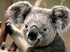 Head for 97 2.2 liter accord V-tec-koala.jpg